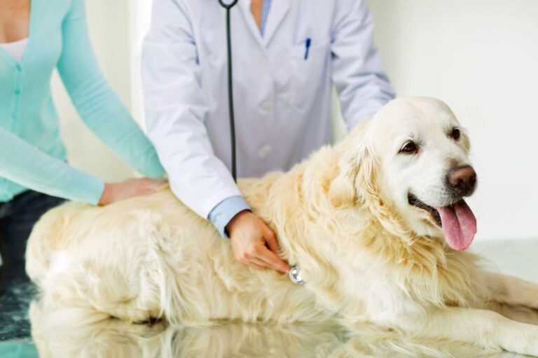 Pet Insurance for Older Dogs